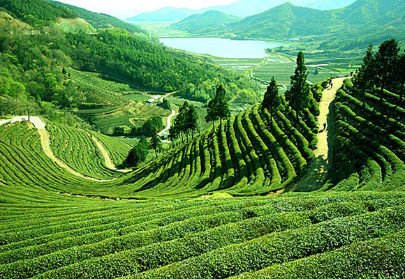 Assam destination
