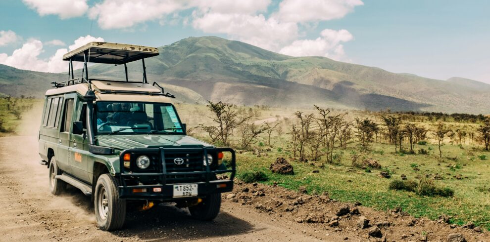 safari activity
