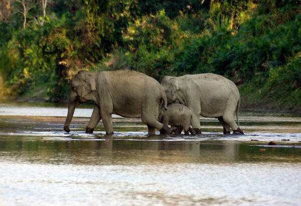 Kaziranga 2